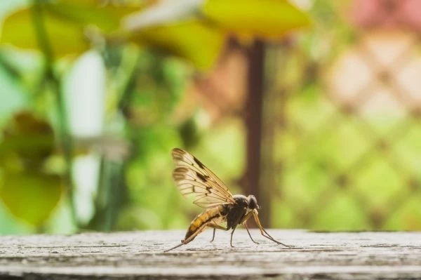 Τα φυτά που κρατάνε μακριά τα κουνούπια